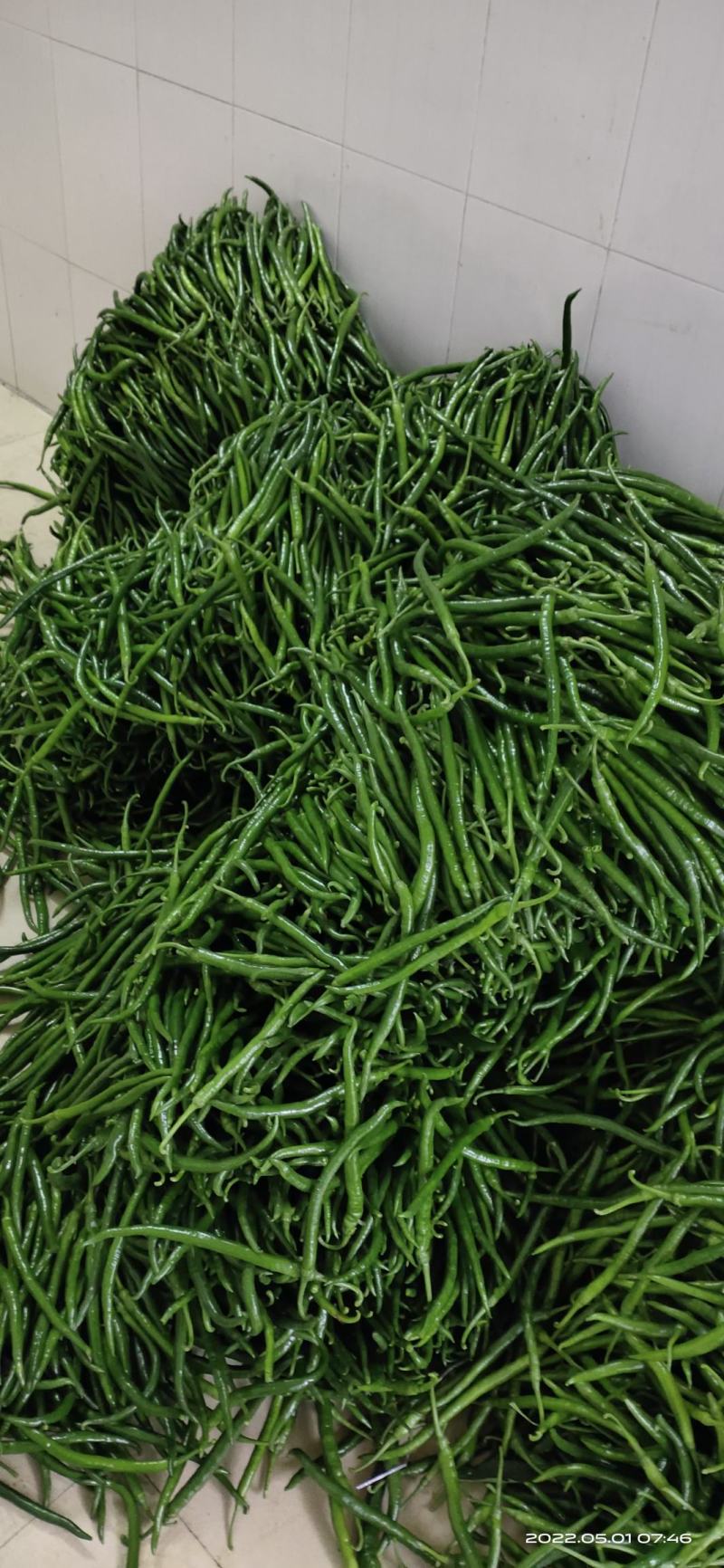辣椒。茄瓜。甜豆角，苦瓜，白水丝瓜，青水丝瓜。焊王瓜。
