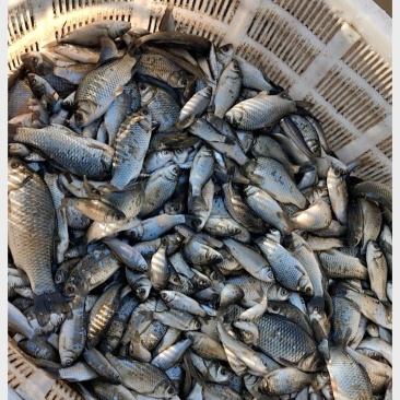 冷冻饲料鱼,789公分冷冻小鲫鱼,喂螃蟹甲鱼饲料鲫鱼
