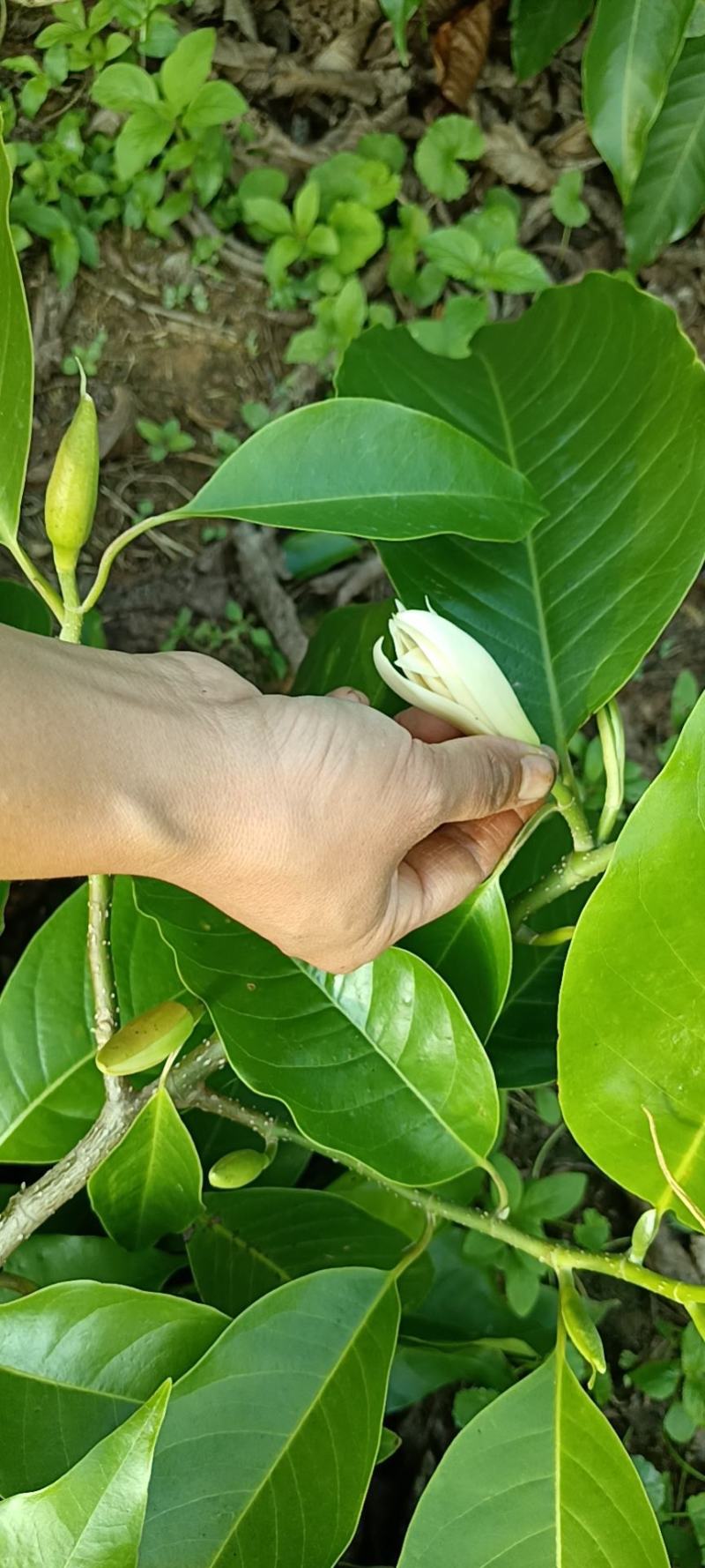 新鲜玉兰花带花苞白兰花香花现摘现发，产地直发，欢迎合作