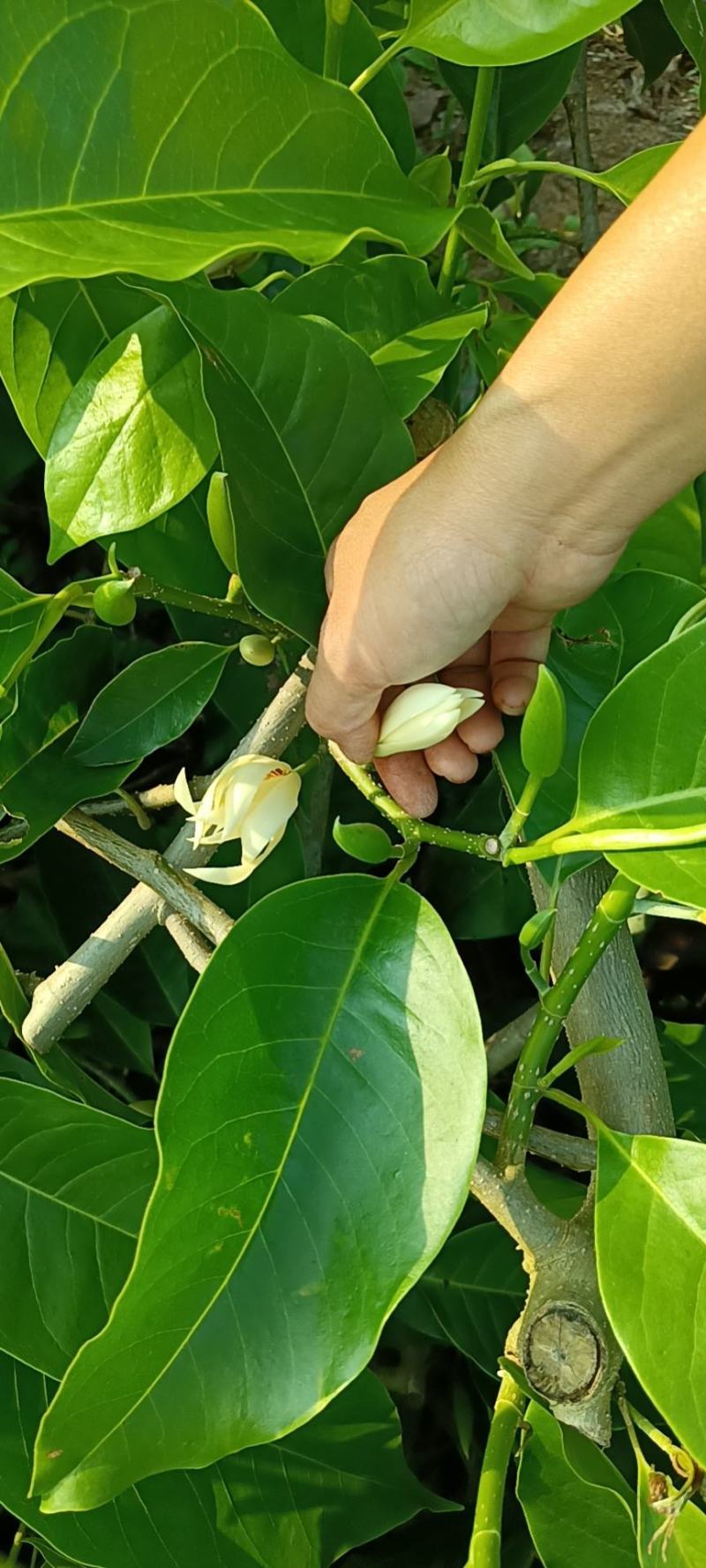 新鲜玉兰花带花苞白兰花香花现摘现发，产地直发，欢迎合作