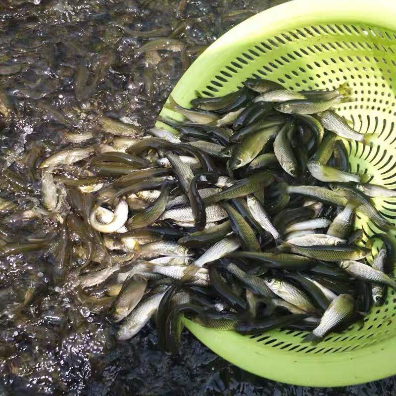 长江一号草鱼苗淡水养殖草鱼苗杂交草鱼苗打过两针疫苗