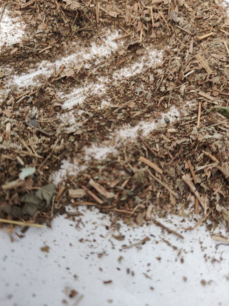 淫洋霍沫子碎叶仙灵脾洋火叶批发诚信经营量大从优支持