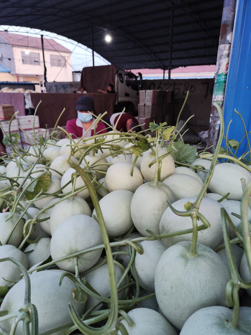 玉菇冰淇淋甜瓜大量上市口感好欢迎新老客户前来采购