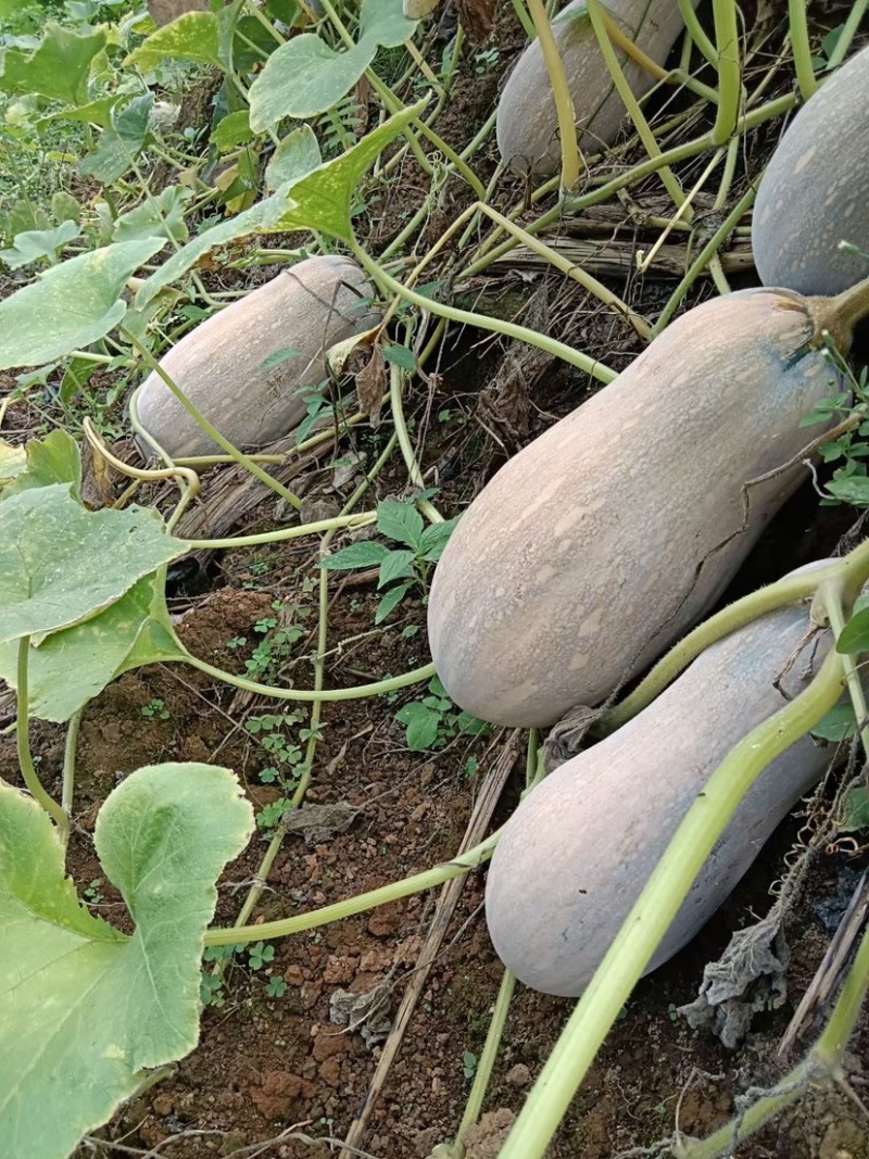 《热卖》蜜本南瓜🎃产地直销批发，价格优惠