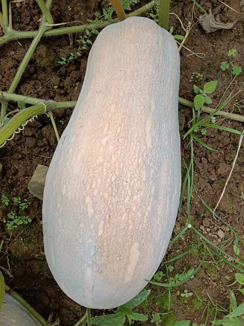 《热卖》蜜本南瓜🎃产地直销批发，价格优惠