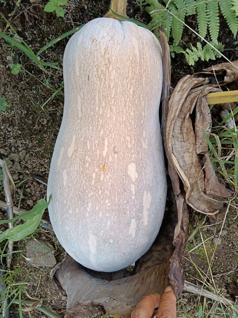 《热卖》蜜本南瓜🎃产地直销批发，价格优惠