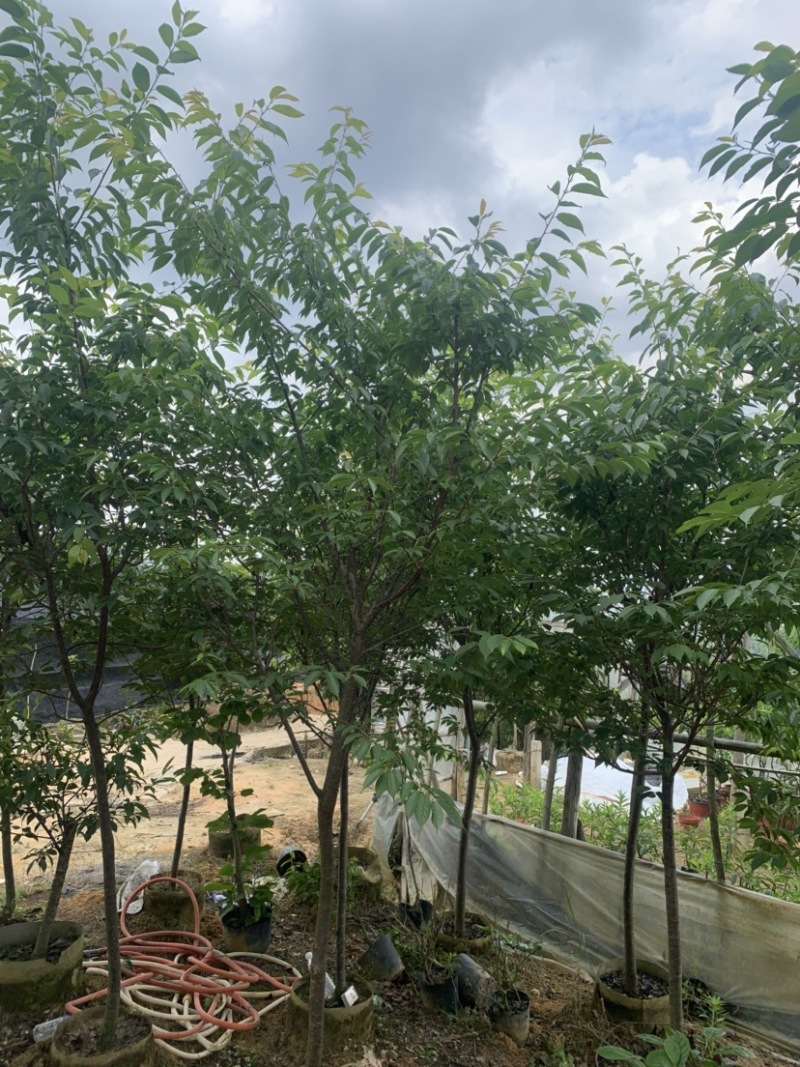 樱花，福建山樱花，八重樱花，牡丹樱，红粉佳人，早樱，晚樱