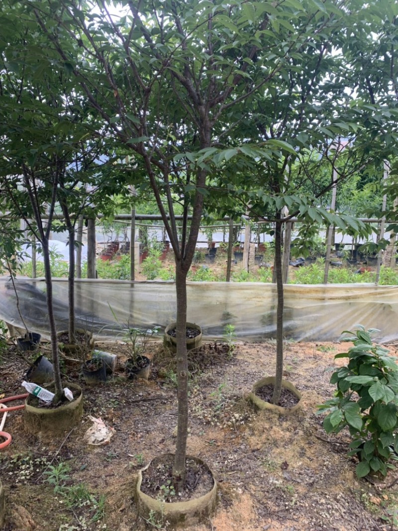 樱花，福建山樱花，八重樱花，牡丹樱，红粉佳人，早樱，晚樱