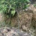 樱花，福建山樱花，八重樱花，牡丹樱，红粉佳人，早樱，晚樱