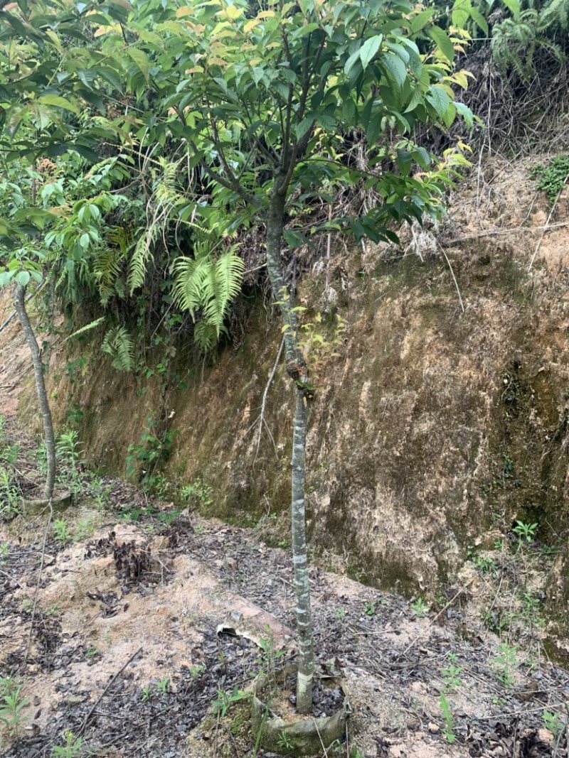 樱花，福建山樱花，八重樱花，牡丹樱，红粉佳人，早樱，晚樱