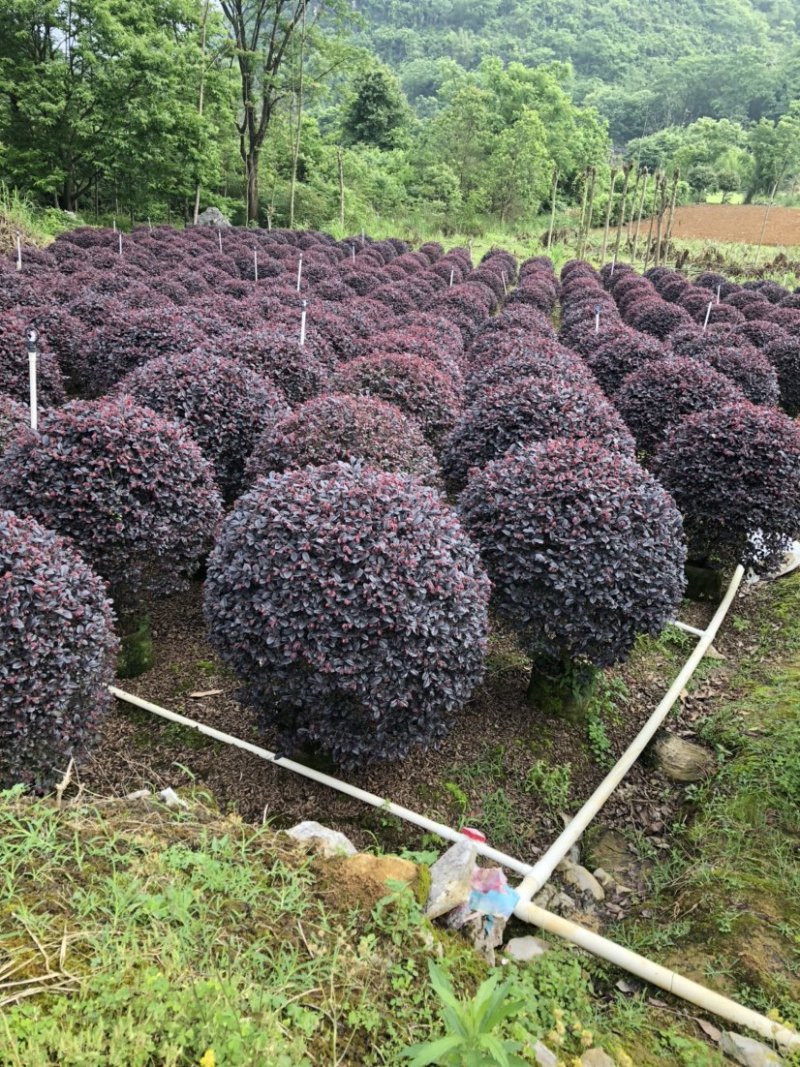 红花檵木球