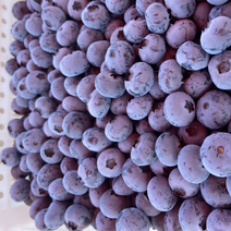 优质蓝莓，保质保量，现摘现发，诚信代办，大量供应