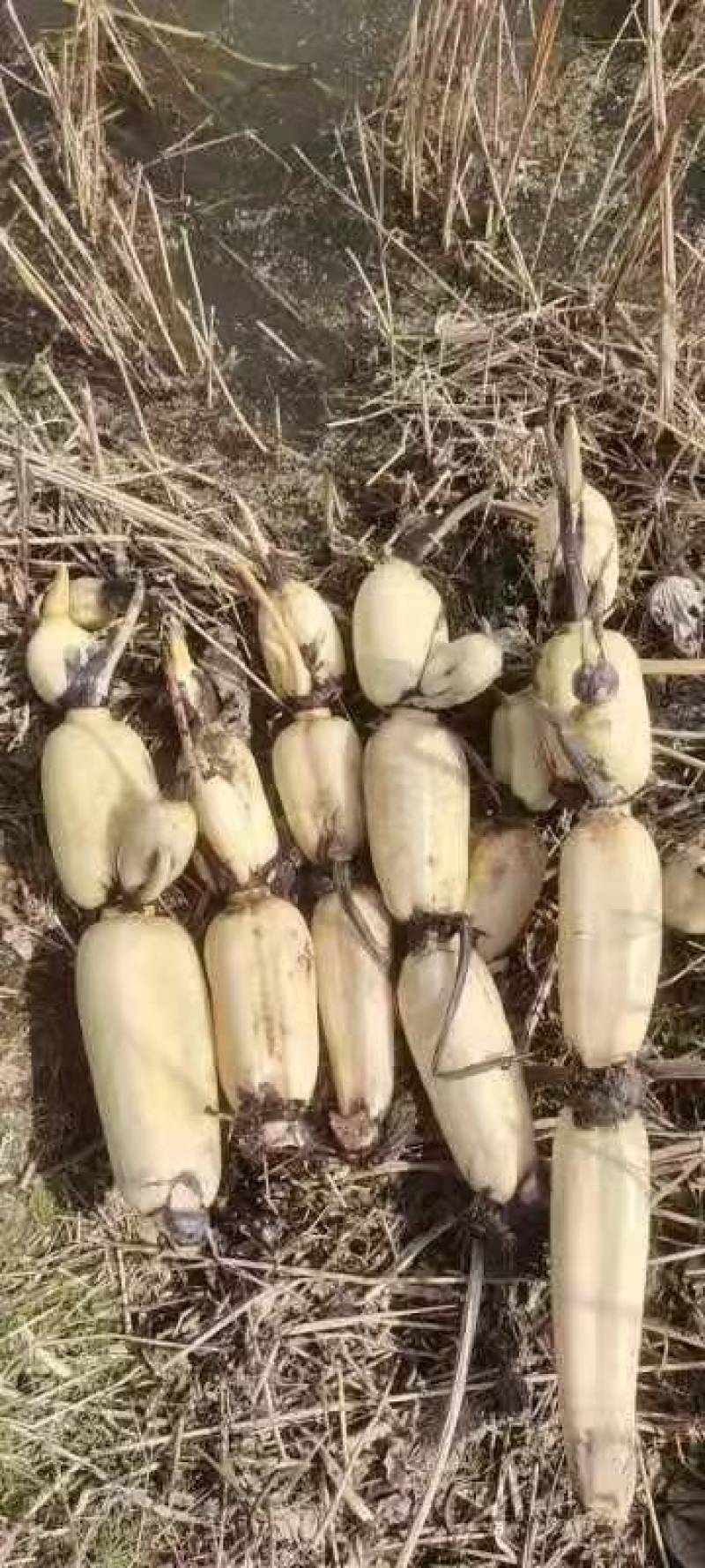 早莲藕鄂莲6号大量上市对接全国采购商，量大优惠