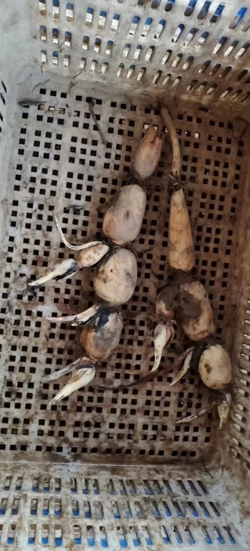 早莲藕鄂莲6号大量上市对接全国采购商，量大优惠
