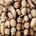 早莲藕鄂莲6号大量上市对接全国采购商，量大优惠