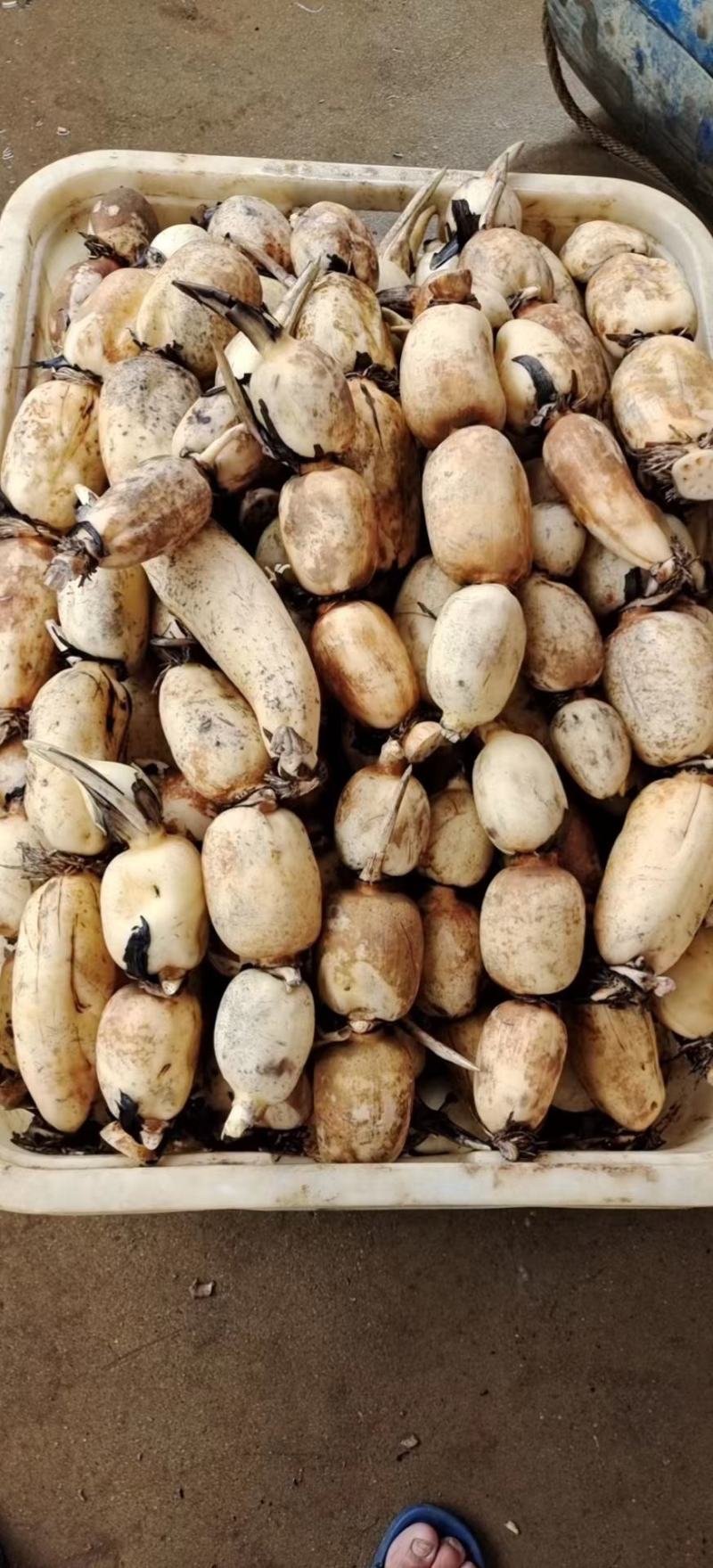 早莲藕鄂莲6号大量上市对接全国采购商，量大优惠