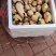 早莲藕鄂莲6号大量上市对接全国采购商，量大优惠
