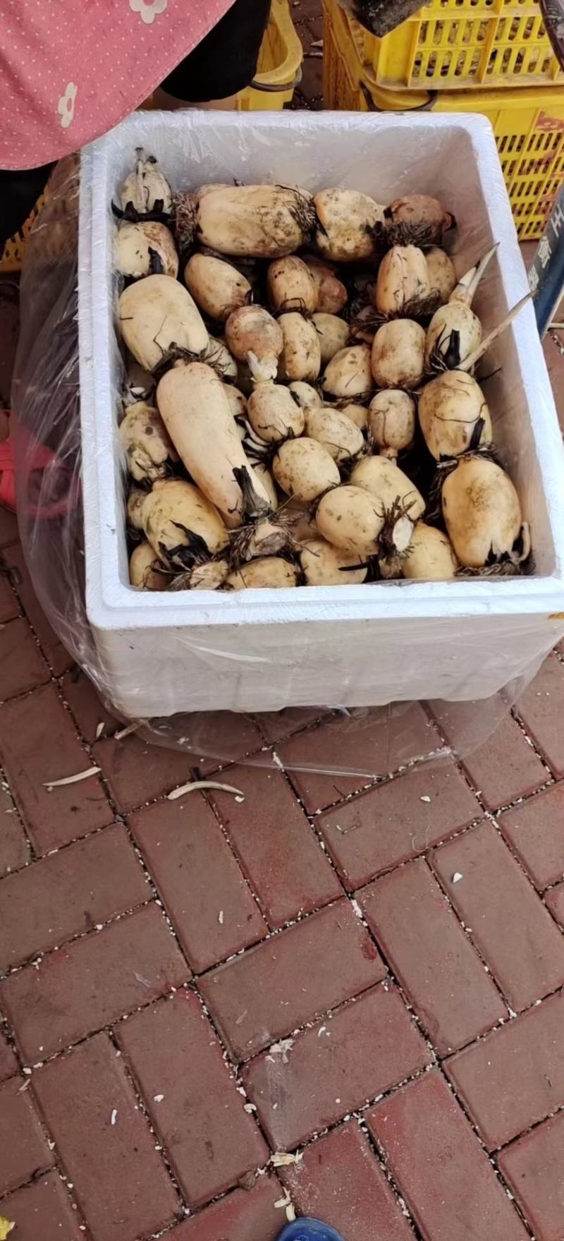 早莲藕鄂莲6号大量上市对接全国采购商，量大优惠