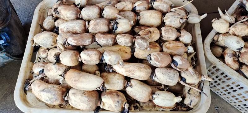 早莲藕鄂莲6号大量上市对接全国采购商，量大优惠
