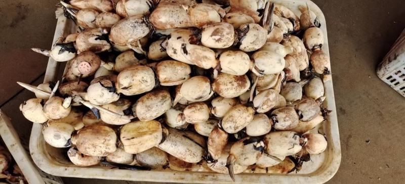 早莲藕鄂莲6号大量上市对接全国采购商，量大优惠