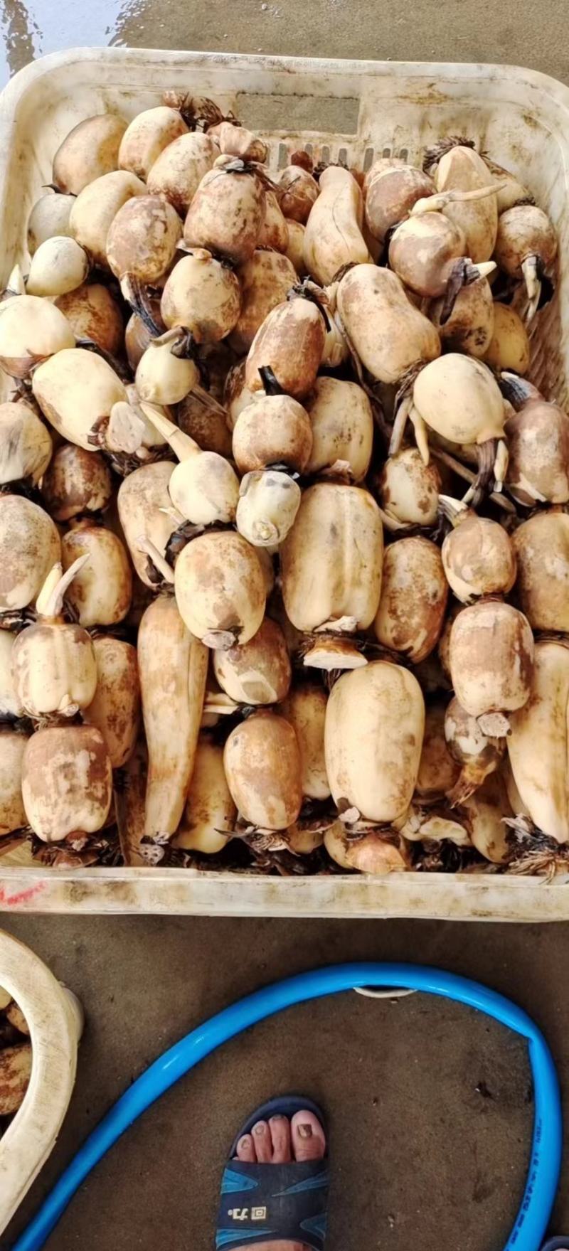 早莲藕鄂莲6号大量上市对接全国采购商，量大优惠