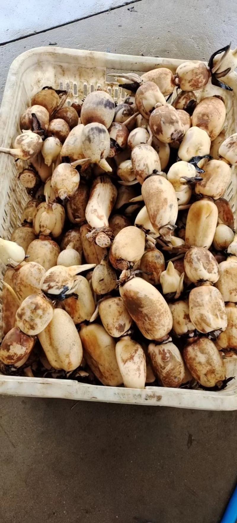 早莲藕鄂莲6号大量上市对接全国采购商，量大优惠