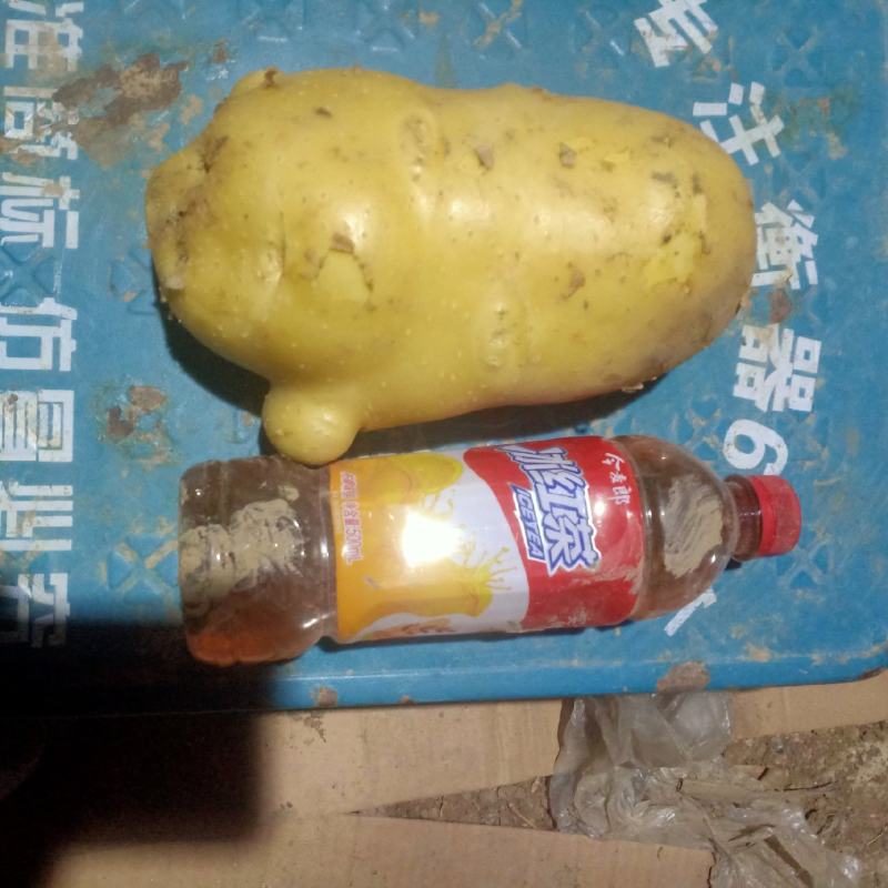土豆