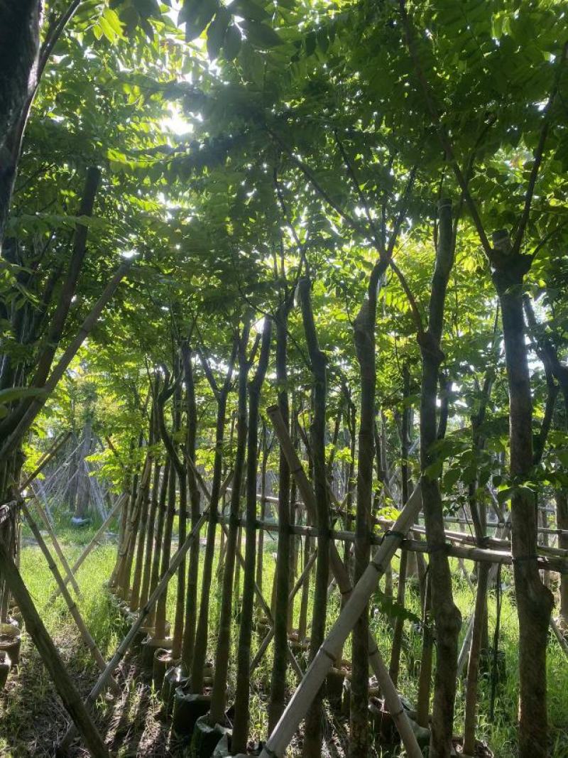 麻楝、各种规格齐全。广东普宁直发、支持视频看过。欢迎联系