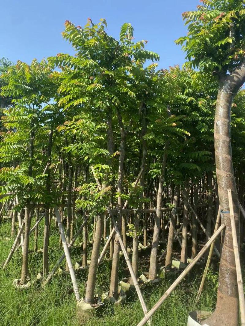 麻楝、各种规格齐全。广东普宁直发、支持视频看过。欢迎联系