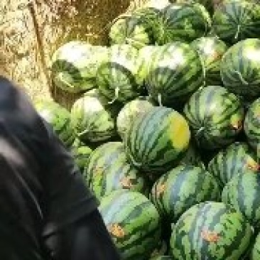 西瓜价格，甜王西瓜价格甜王西瓜产地甜王西瓜批发