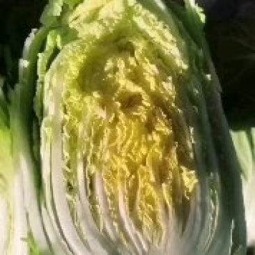 精品白菜一手货源地头装车没有差价欢迎各地老板选购