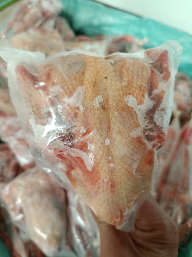 【乳鸽】白条鸽大量供应规格齐全供应批发商电商支持一件代发