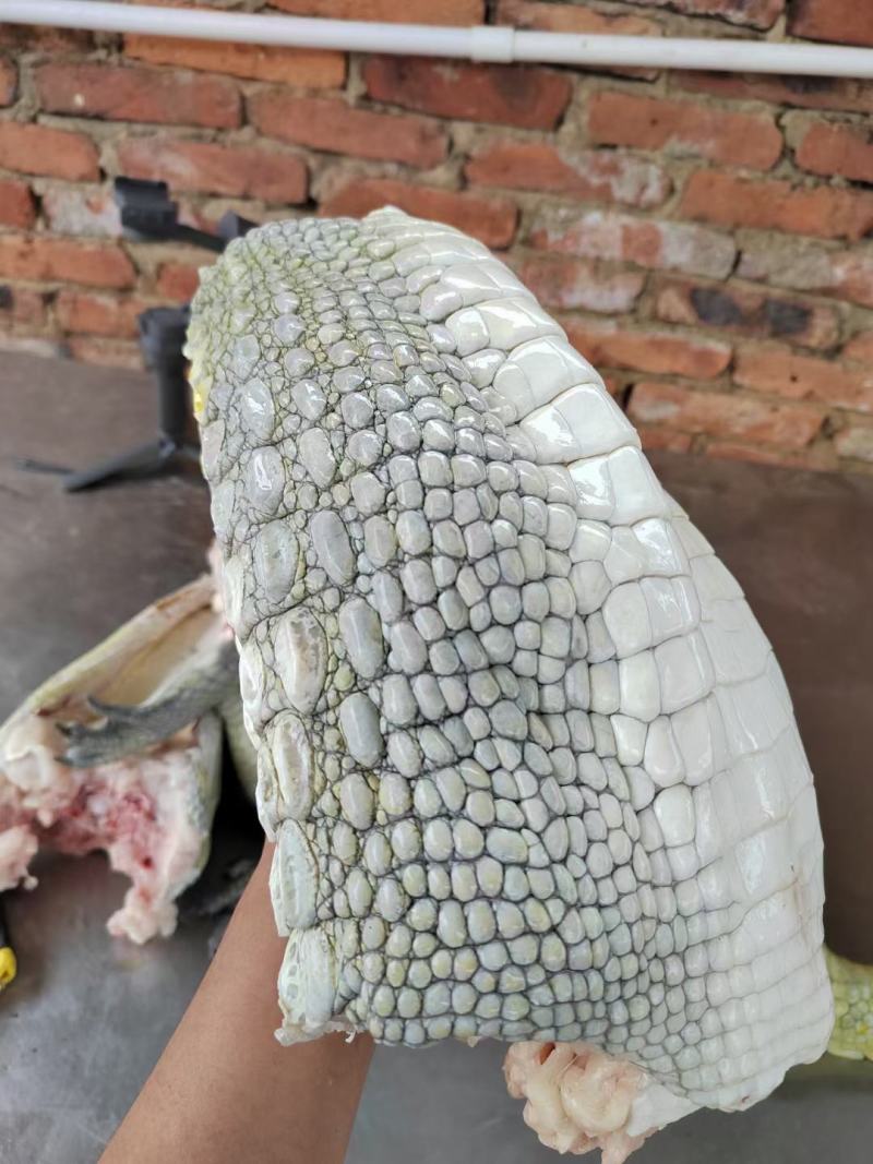 红烧焖鳄鱼肉