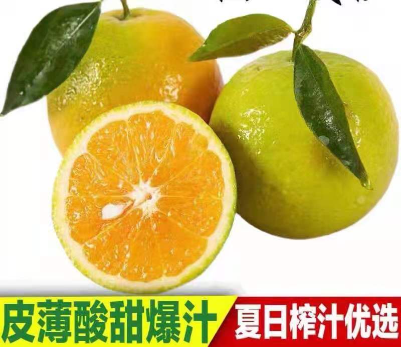 秭归夏橙，蜜奈大量上市中！产地一手货源供应！
