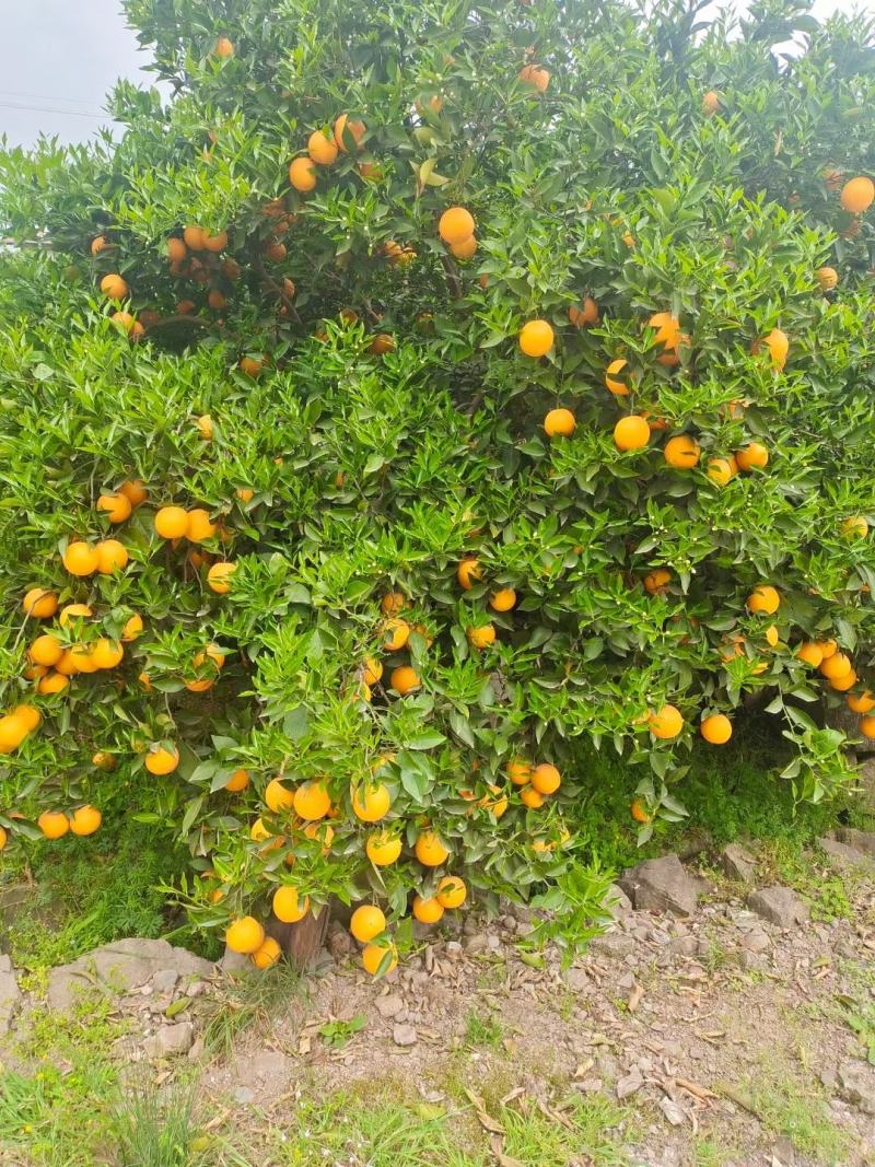 秭归夏橙，蜜奈大量上市中！产地一手货源供应！