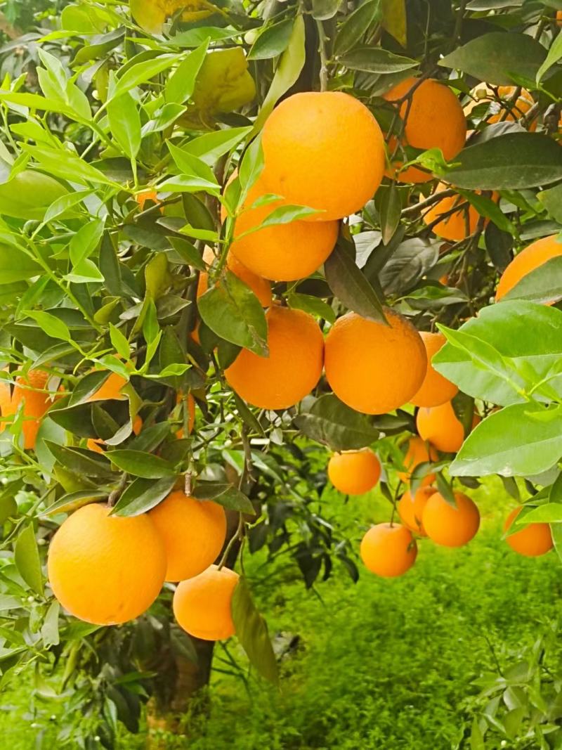 秭归夏橙，蜜奈大量上市中！产地一手货源供应！