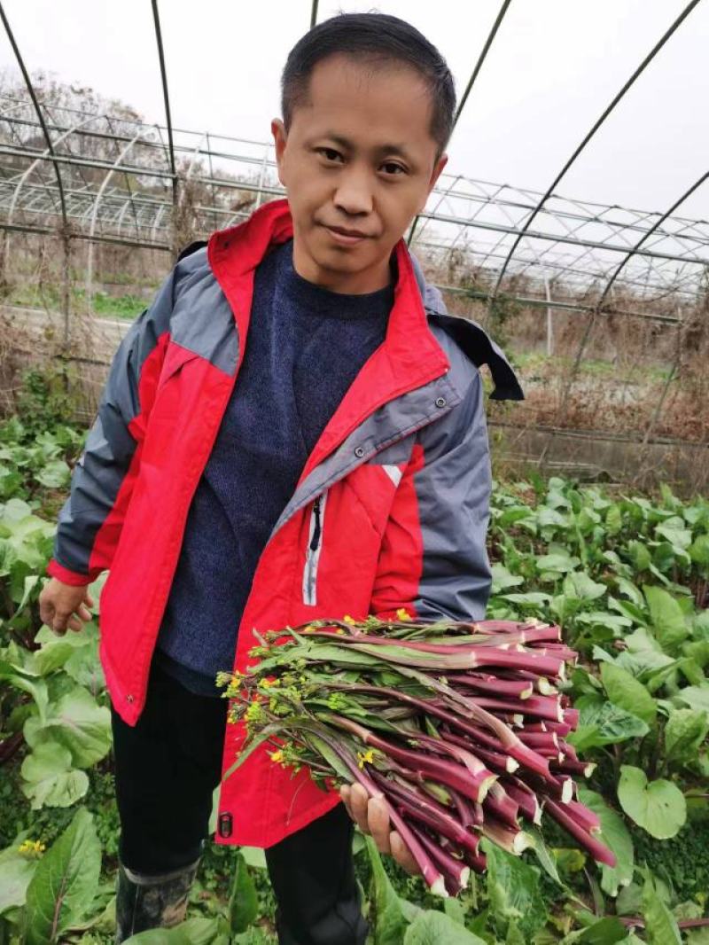 比亚久-1红菜苔种子，35天采收，亮紫红色，甜脆可口