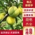 贵州特产蜂糖李，精品颗粒装，可视频看货，产地直供