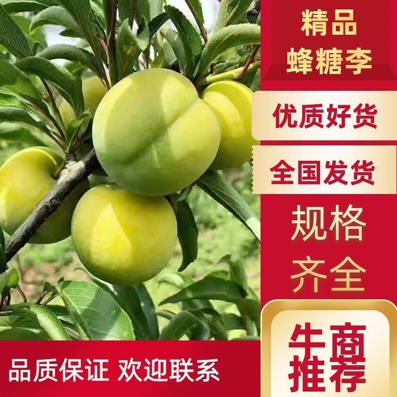 贵州特产蜂糖李，精品颗粒装，可视频看货，产地直供