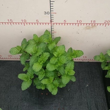 110薄荷一箱35盆6元