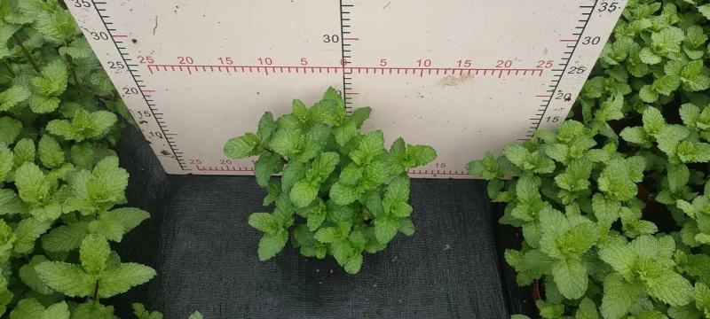 110薄荷一箱35盆6元