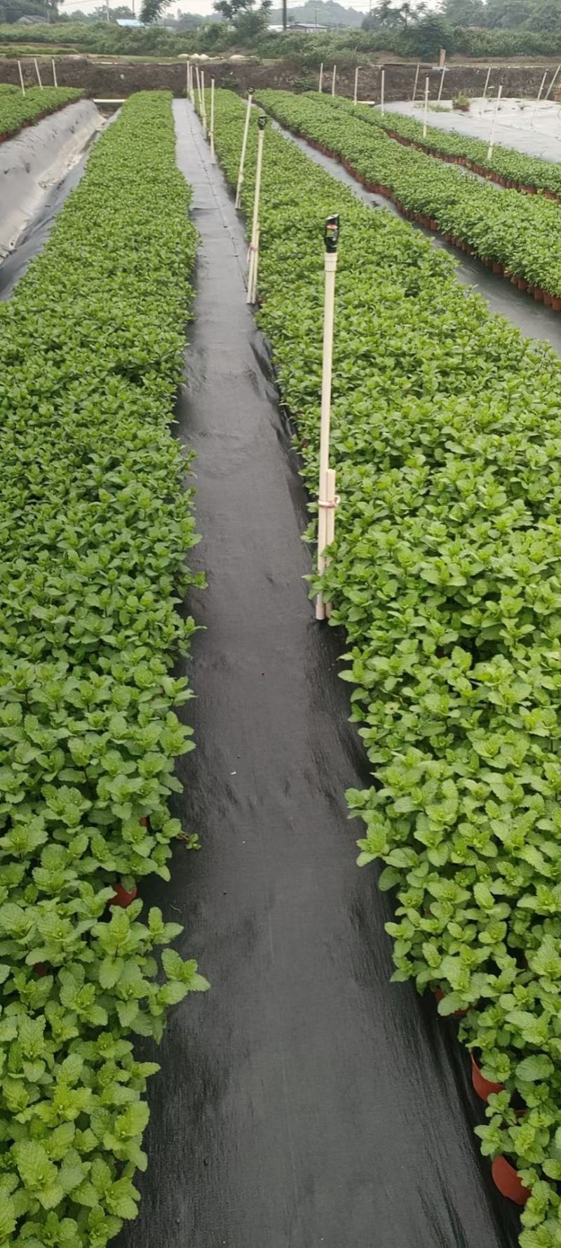 110薄荷一箱35盆6元