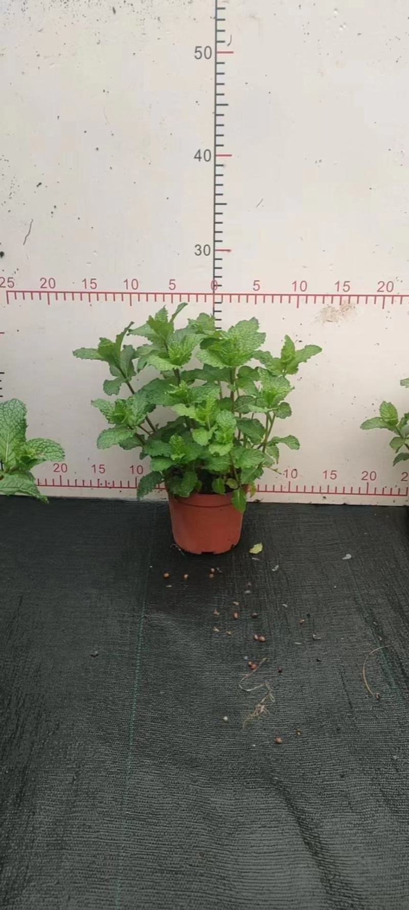 110薄荷一箱35盆6元