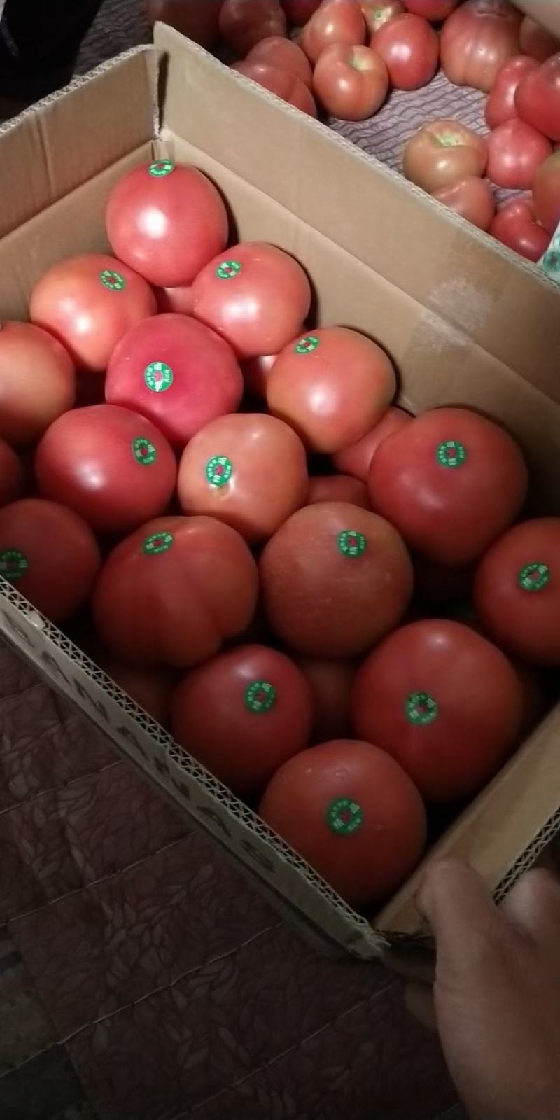 大棚优质,品质优良,硬粉西红柿硬粉弧三以上