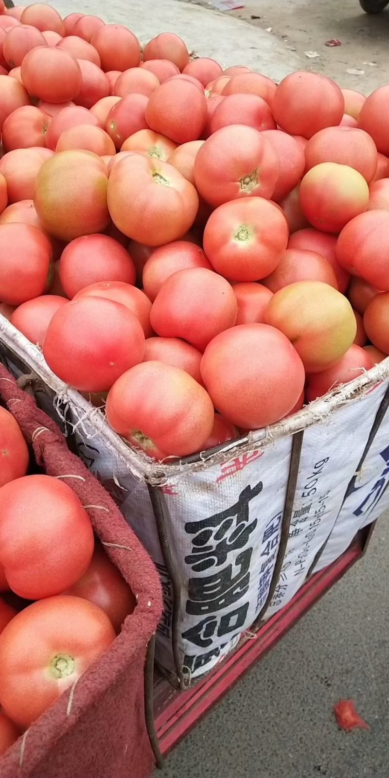 大棚优质,品质优良,硬粉西红柿硬粉弧三以上