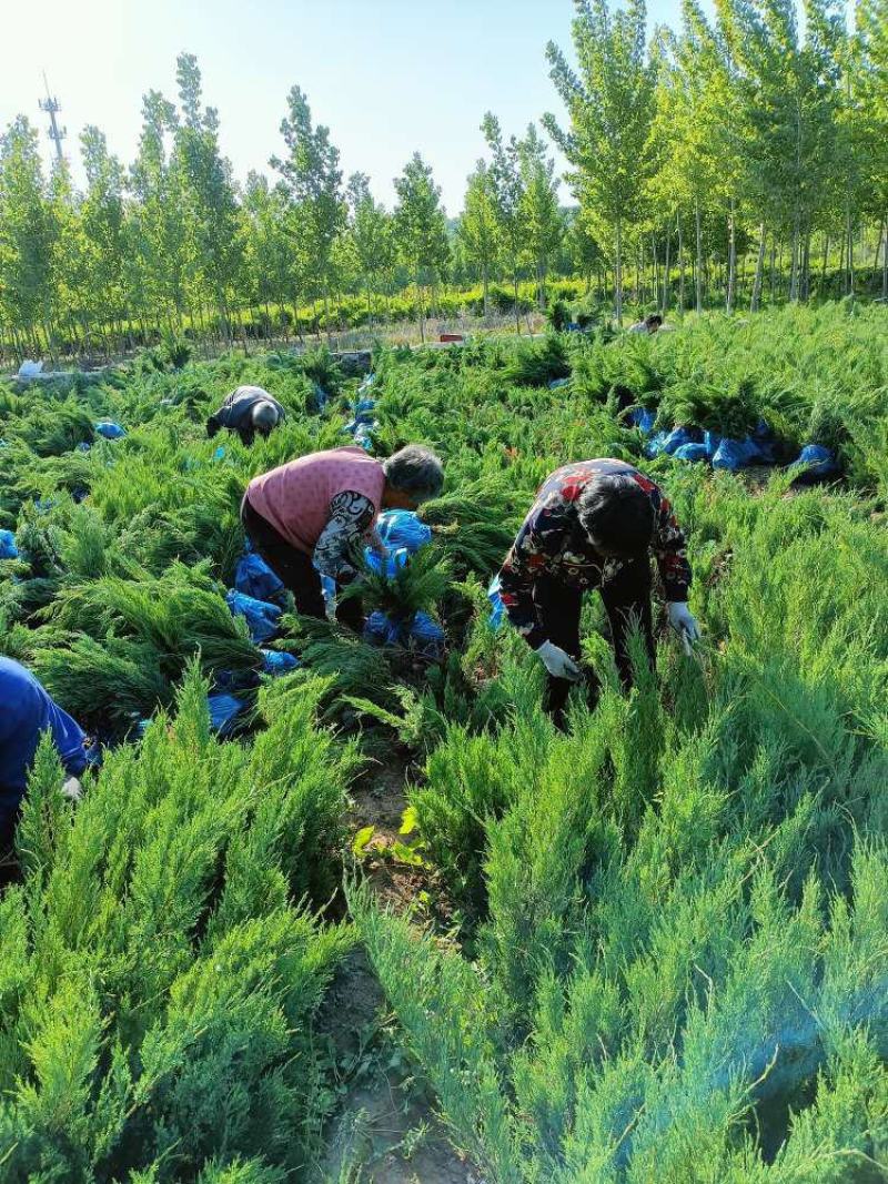 沙地柏产地直销自家苗圃规格齐全发车快质量好