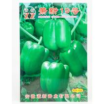 萧新19号甜椒种子早熟春秋耐热厚肉长方灯笼椒种子原装发货