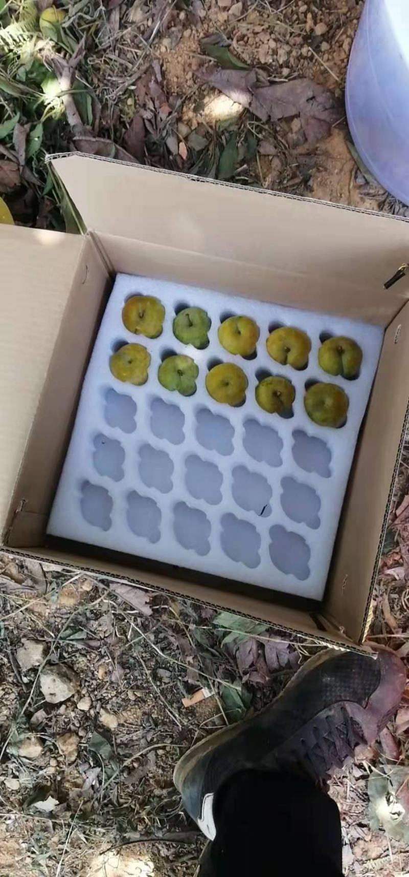 贵州特产蜂糖李，精品颗粒装，可视频看货，产地直供
