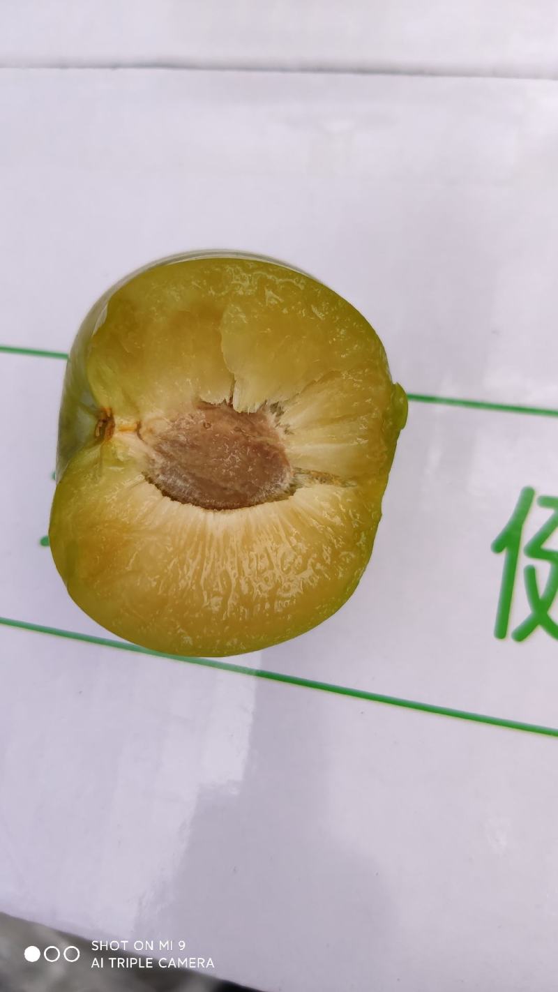 贵州特产蜂糖李，精品颗粒装，可视频看货，产地直供