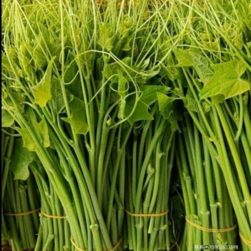 龙须菜（佛手瓜尖）